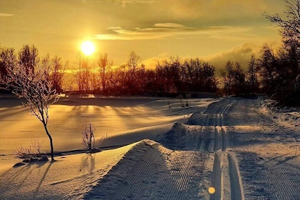 Experience Cross-Country Adventure in Tromsø