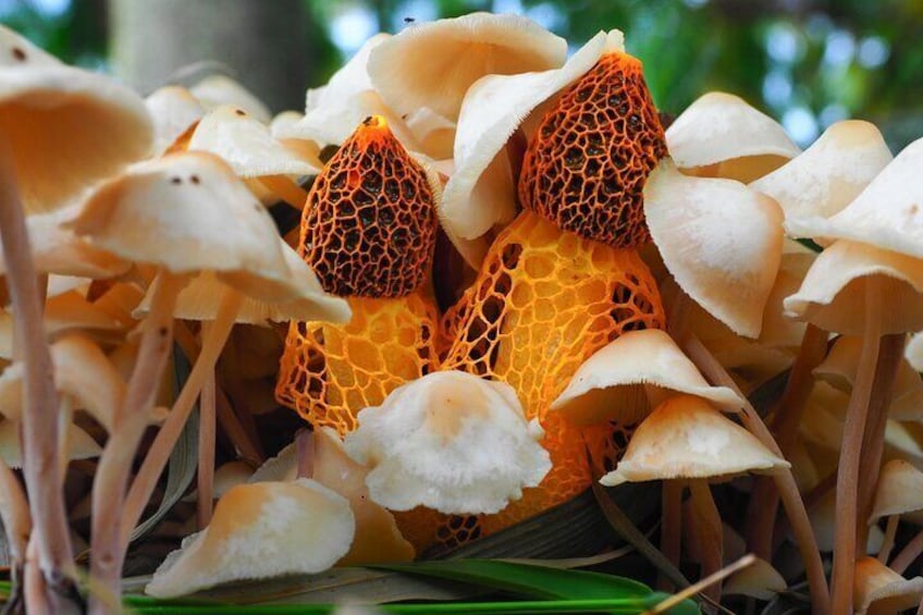 Stinkhorns are a favorite