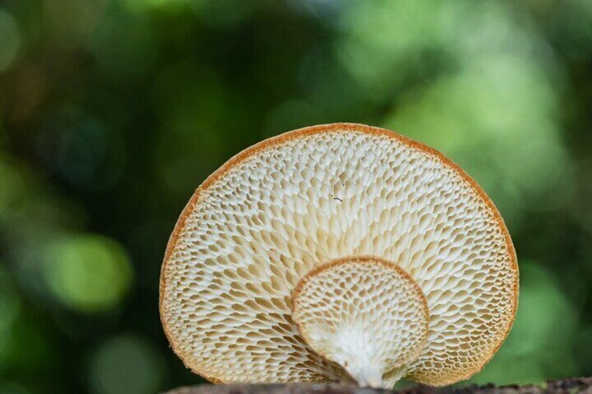 Polypore species