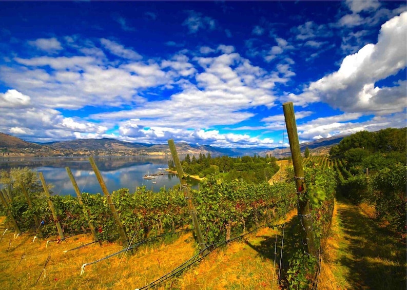 Penticton Wineries Tour + Lunch