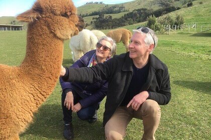 Pvt Full Day Christchurch, Lyttelton, Akaroa & Alpaca Farm Tour