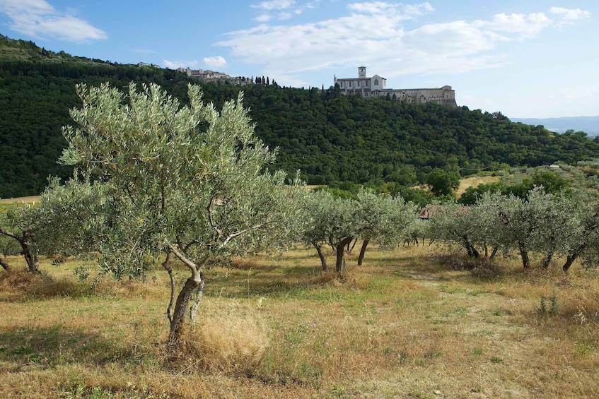 Picture 2 for Activity Assisi: Bosco di San Francesco Entry Ticket