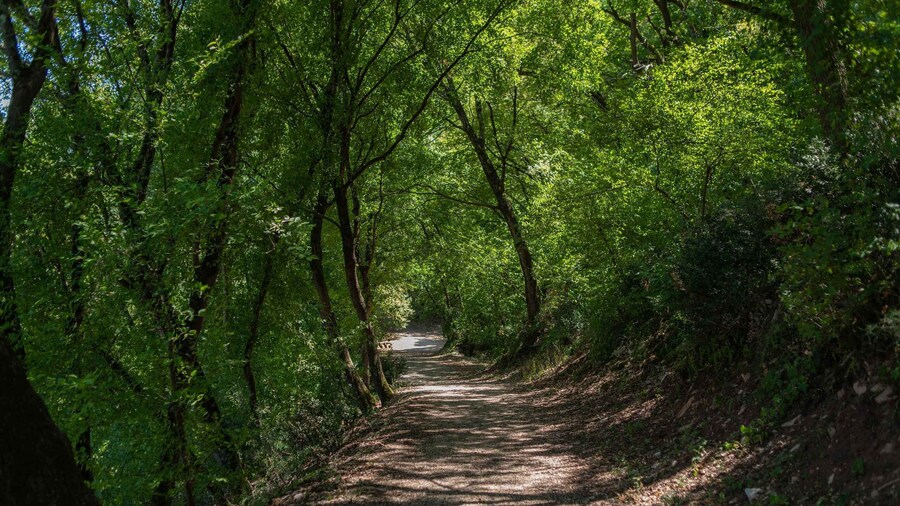 Assisi: Bosco di San Francesco Entry Ticket
