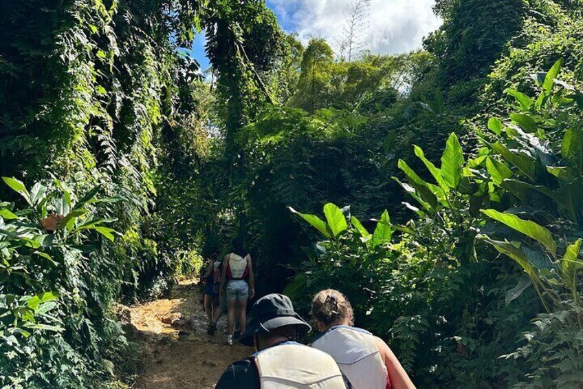 Immersive El Yunque rainforest adventure with transportation