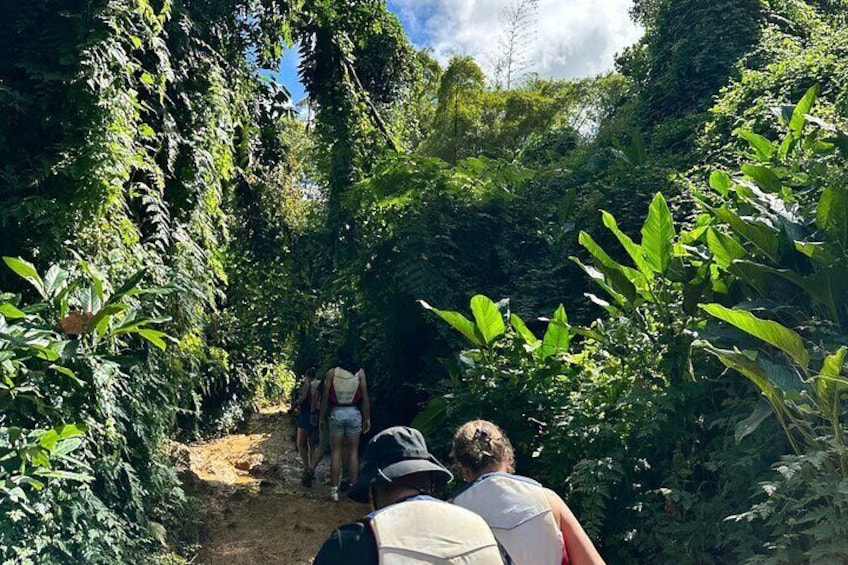 Immersive El Yunque rainforest adventure with transportation