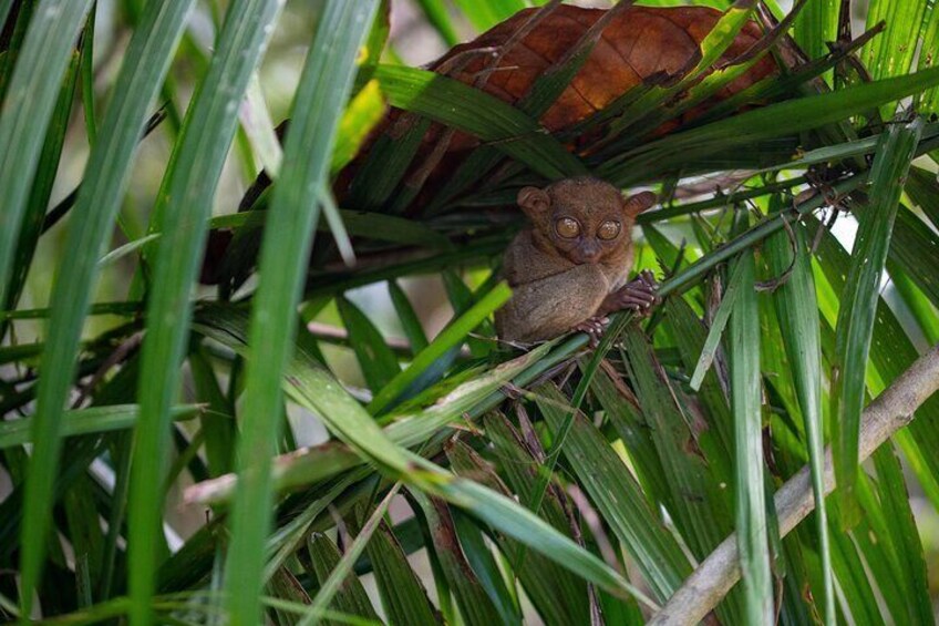 Full-Day Bohol Island Countryside Wonders Guided Tour with Lunch