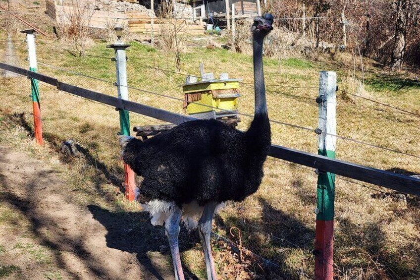 Private 4x4 Experience in the Rhodopes with Ostrich Farm Visit