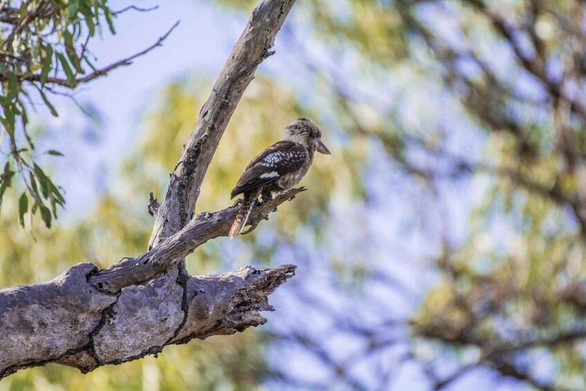 Picture 13 for Activity From Cairns: Full-Day Birdwatching Excursion