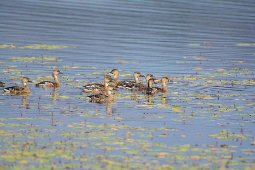 Picture 11 for Activity From Cairns: Full-Day Birdwatching Excursion