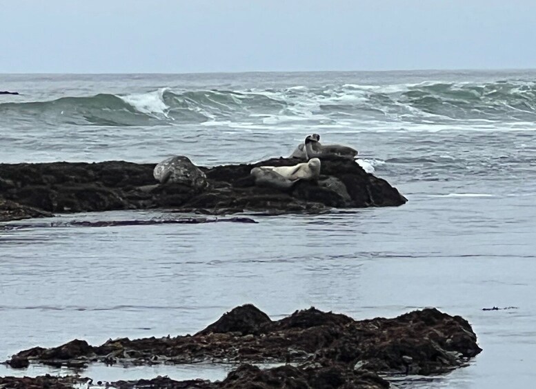 Picture 9 for Activity Carmel, Monterey & Big Sur Private Tour "From San Francisco"