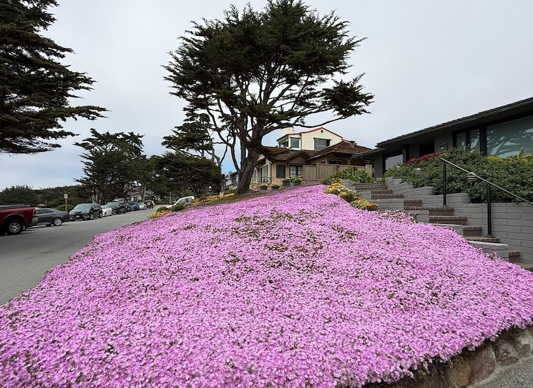Picture 22 for Activity From San Francisco: Carmel, Monterey & Big Sur Private Tour