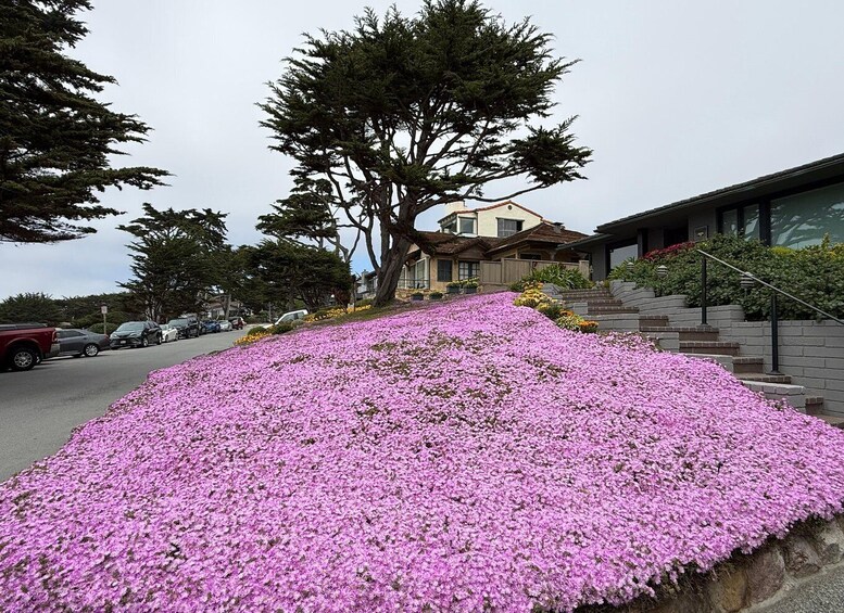 Picture 22 for Activity From San Francisco: Carmel, Monterey & Big Sur Private Tour