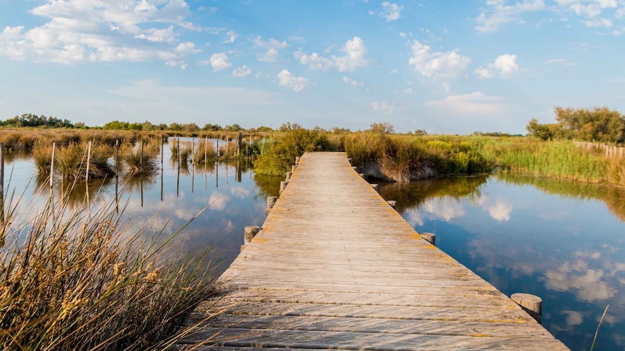 From Avignon: Half-Day Camargue and Saintes-Maries-de-la-Mer