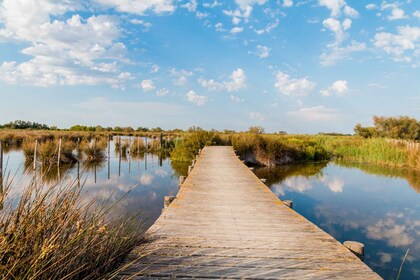 From Avignon: Half-Day Camargue and Saintes-Maries-de-la-Mer