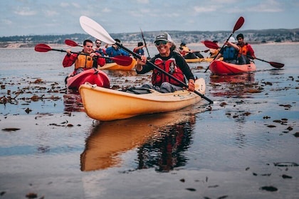 Full-Day Kayak Rental Monterey Bay with otters Seals and Sea Lions