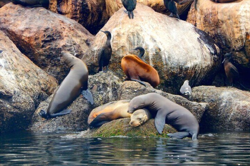 Otters, seals and sea lions viewed daily
