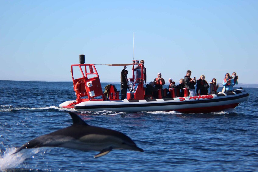 Picture 1 for Activity Lagos: Dolphin Watching with Professional Marine Biologists