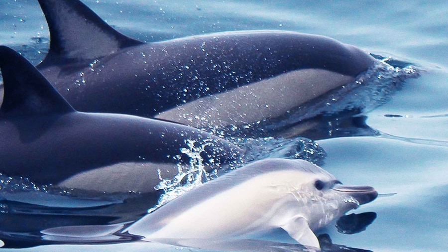 Lagos: Dolphin Watching with Professional Marine Biologists