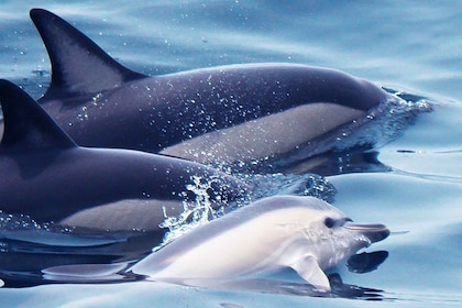 Lagos : Observation des dauphins avec des biologistes marins professionnels