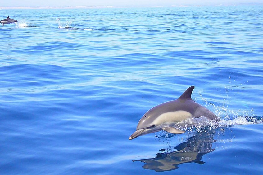 Picture 7 for Activity Lagos: Dolphin Watching with Professional Marine Biologists