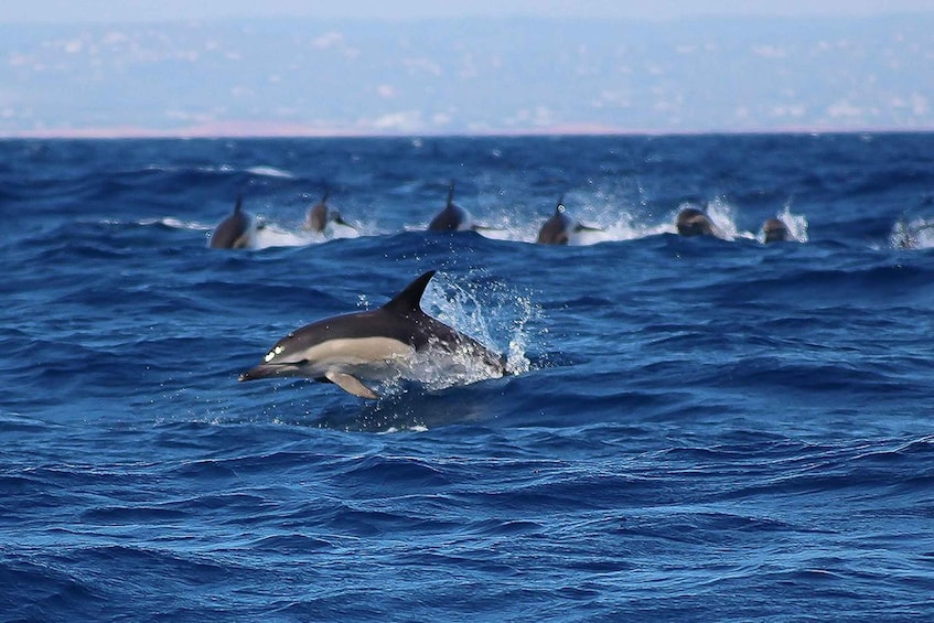 Picture 4 for Activity Lagos: Dolphin Watching with Professional Marine Biologists