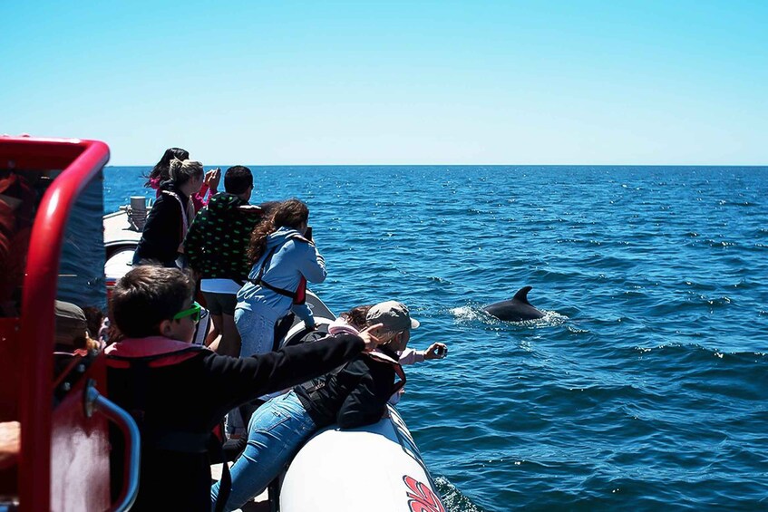 Picture 6 for Activity Lagos: Dolphin Watching with Professional Marine Biologists