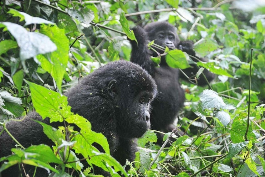 Picture 2 for Activity Rwanda: 5-Day Gorilla and Chimpanzee Trekking Tour