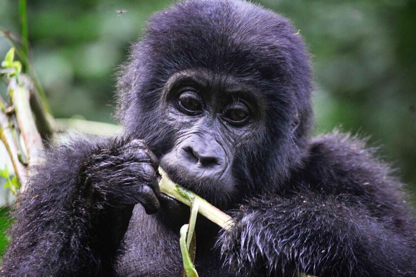 Picture 3 for Activity Rwanda: 5-Day Gorilla and Chimpanzee Trekking Tour