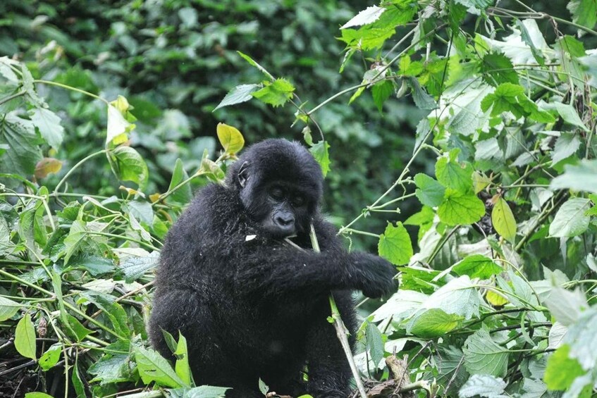 Picture 8 for Activity Rwanda: 5-Day Gorilla and Chimpanzee Trekking Tour