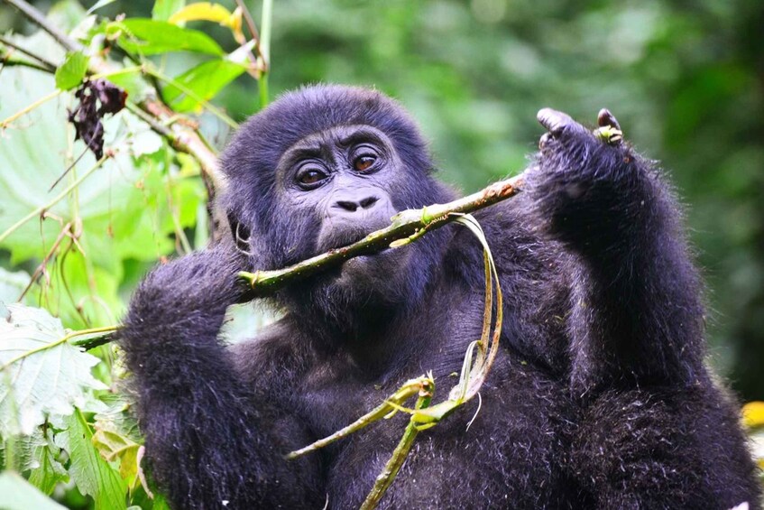 Picture 6 for Activity Rwanda: 5-Day Gorilla and Chimpanzee Trekking Tour