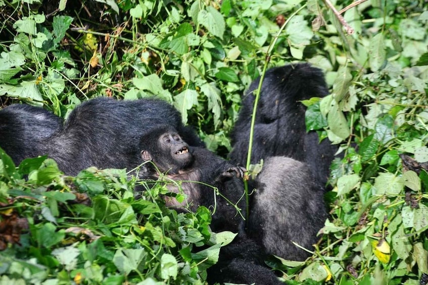 Picture 7 for Activity Rwanda: 5-Day Gorilla and Chimpanzee Trekking Tour