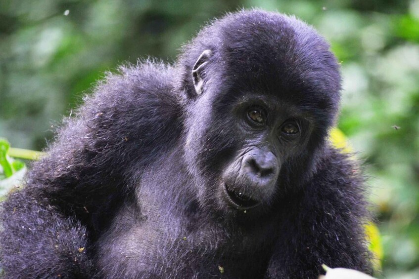 Picture 4 for Activity Rwanda: 5-Day Gorilla and Chimpanzee Trekking Tour