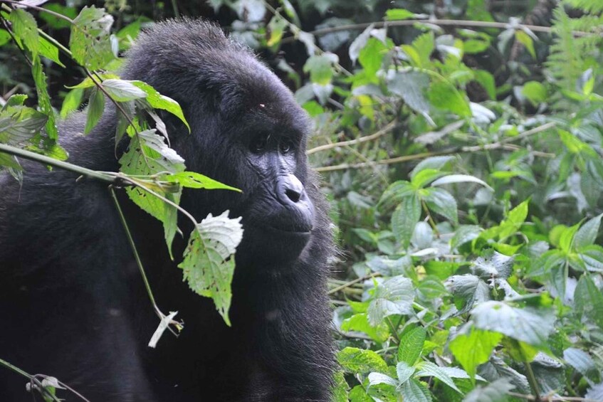 Rwanda: 5-Day Gorilla and Chimpanzee Trekking Tour