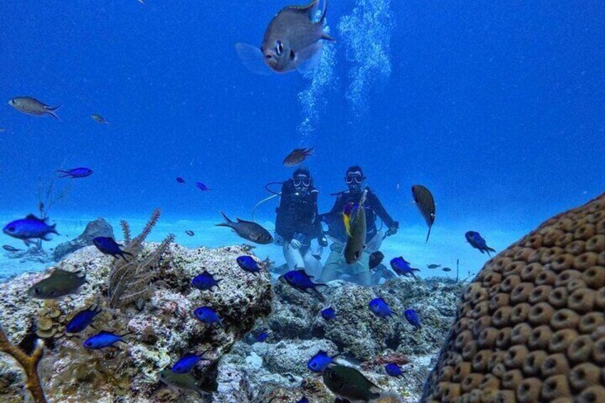 We seek to take you where you will be able to see as much marine life as possible.