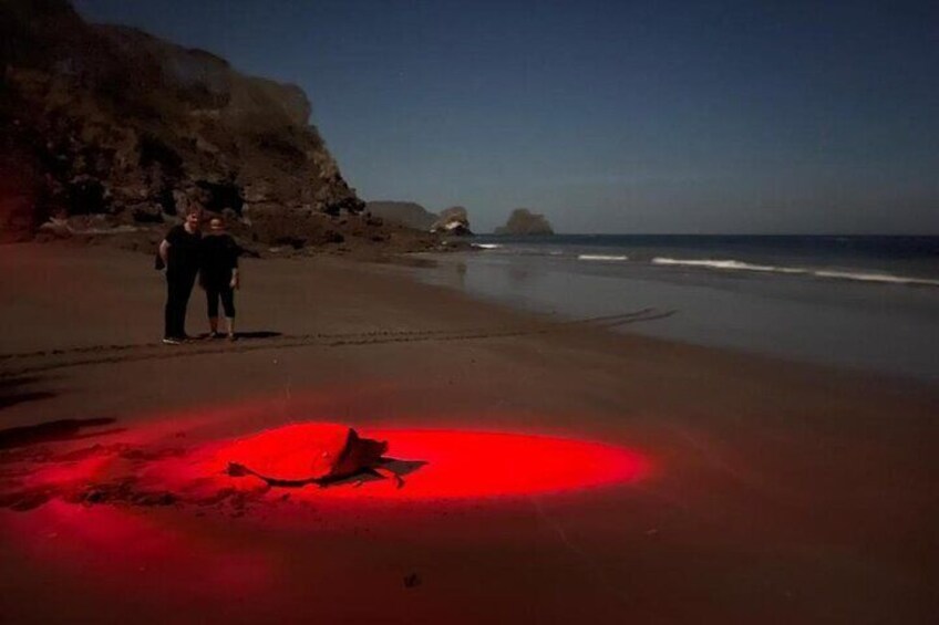 Turtle watching night tours with Expert Naturalist