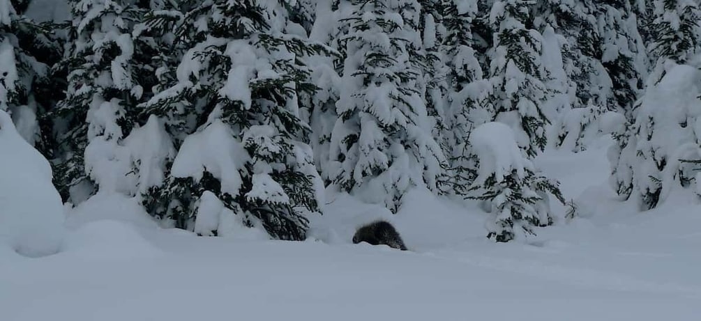 Picture 2 for Activity Canmore: Kananaskis Country Snowshoe Tour