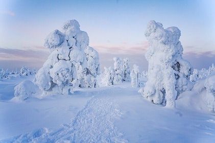 Arctic Adventure through Magical Frozen Forests of Riisitunturi