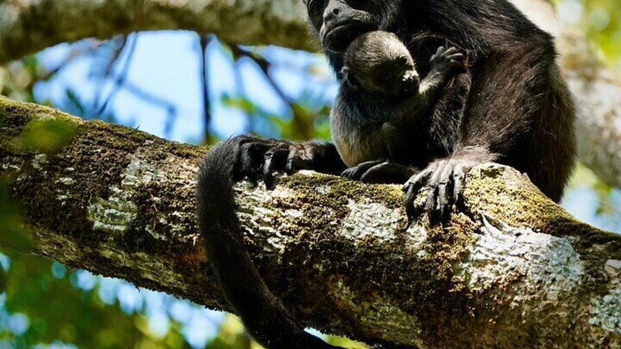 Birdwatching Crocodiles and Monkey Tour