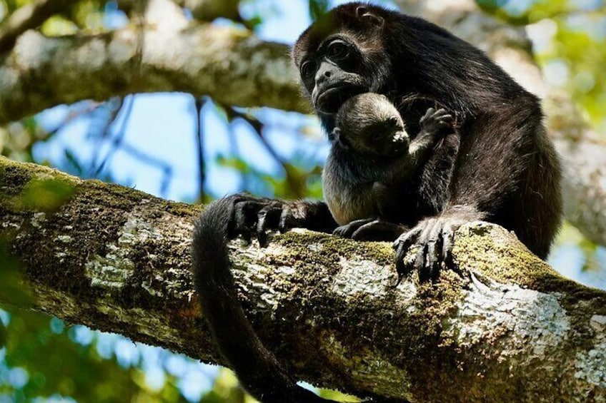Birdwatching Crocodiles and Monkey Tour