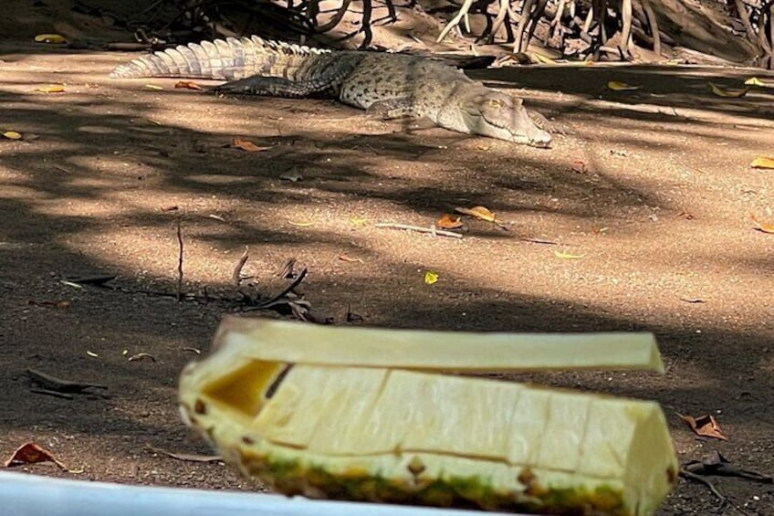 Birdwatching Crocodiles and Monkey Tour