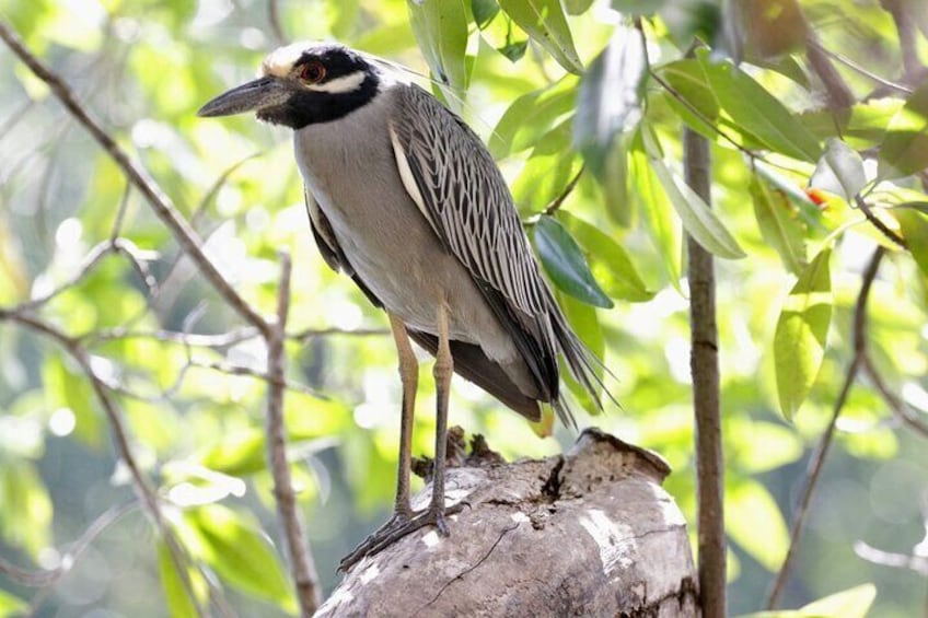 Birdwatching Crocodiles and Monkey Tour