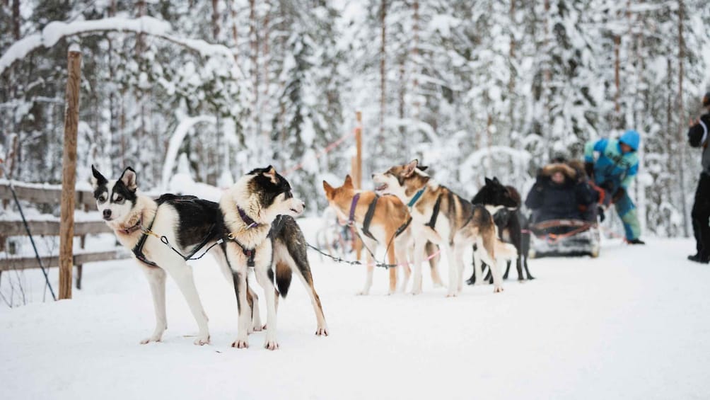 Picture 4 for Activity Rovaniemi: Reindeer, Huskies & Santa Claus Village