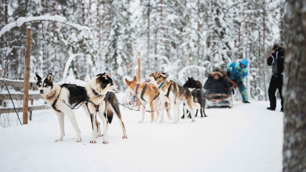 Picture 4 for Activity Rovaniemi: Reindeer, Huskies & Santa Claus Village