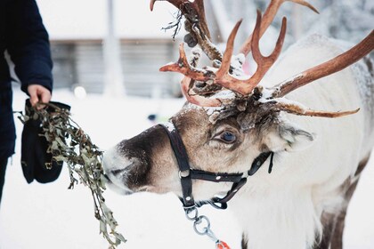 Rovaniemi: Rensdyr, huskyer og julemandsby