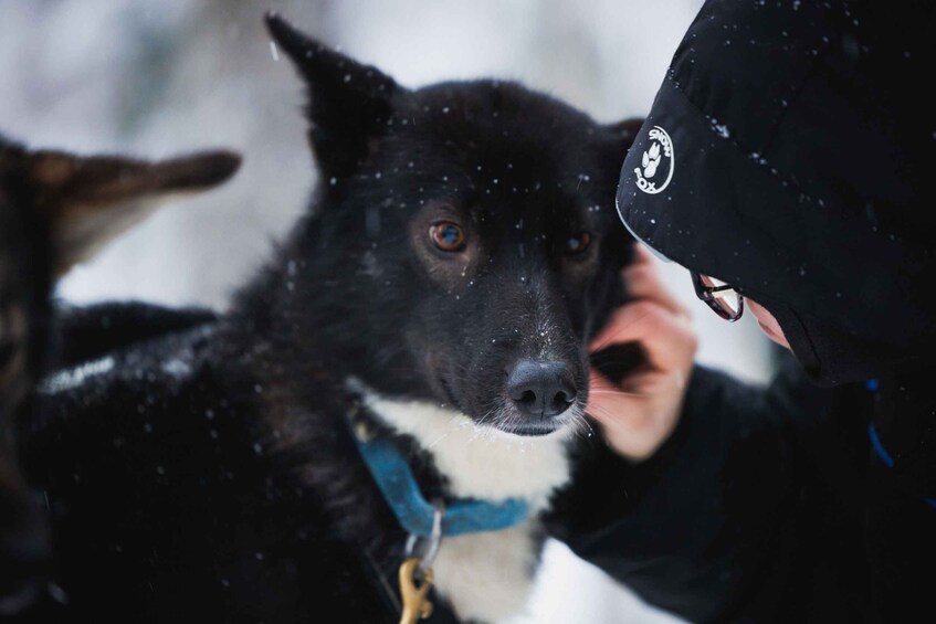 Picture 6 for Activity Rovaniemi: Reindeer, Huskies & Santa Claus Village