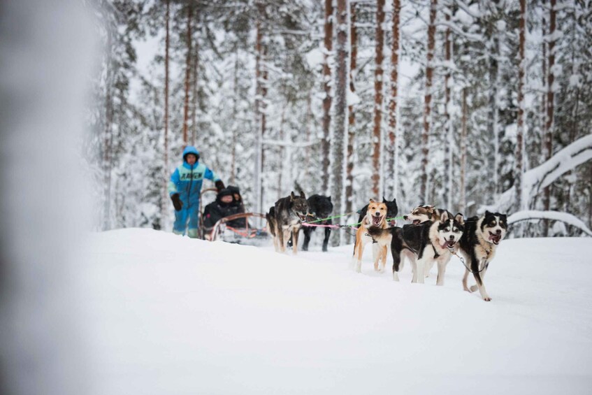 Picture 5 for Activity Rovaniemi: Reindeer, Huskies & Santa Claus Village