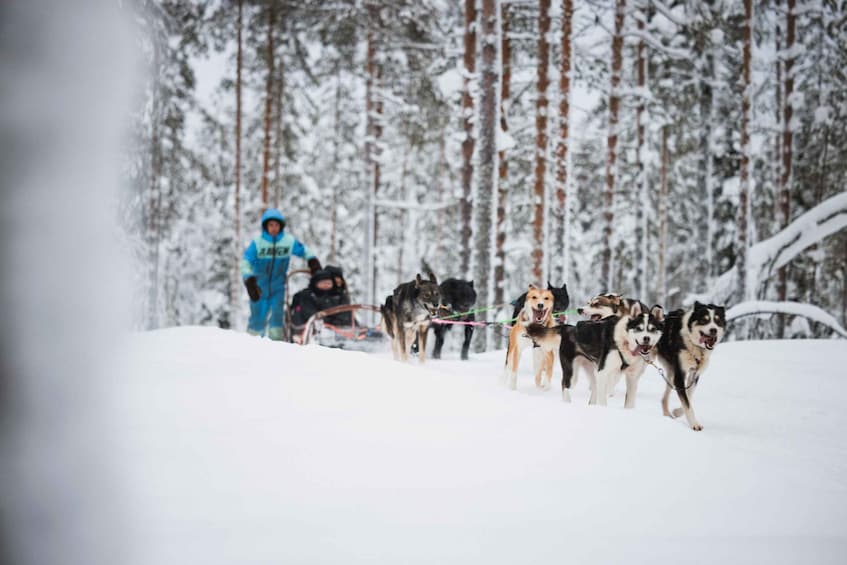 Picture 5 for Activity Rovaniemi: Reindeer, Huskies & Santa Claus Village