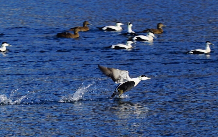 Picture 4 for Activity Tromsø: Fjord Cruise by Luxury Yacht