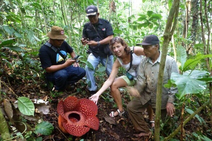 Rafflesia Rainforest Reserve