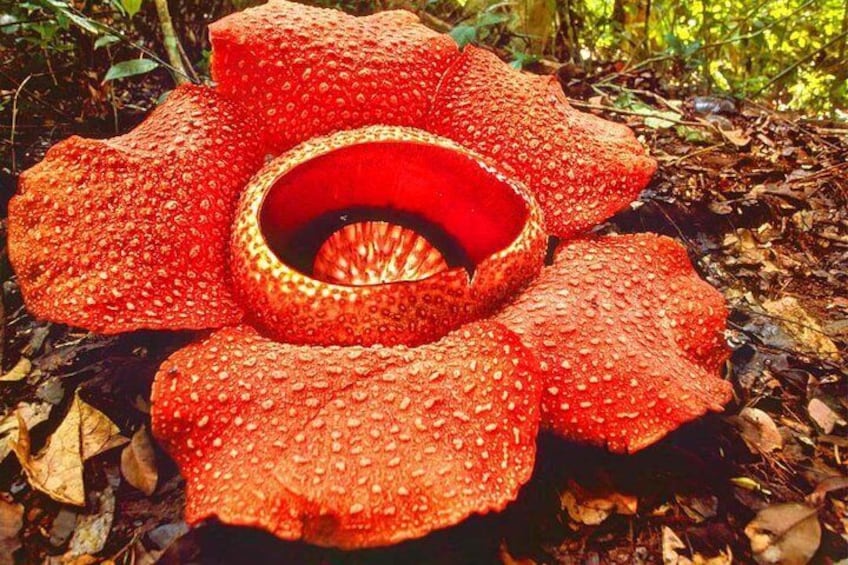 Rafflesia Rainforest Reserve